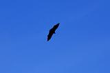 SEYCHELLES - 848 - Mahe, Flying Fox